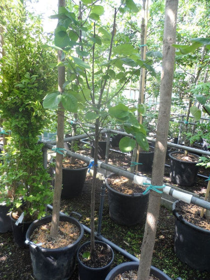  Kweepeer (Cydonia Oblonga)