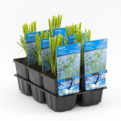  Parapluplant (Cyperus Alternifolius)