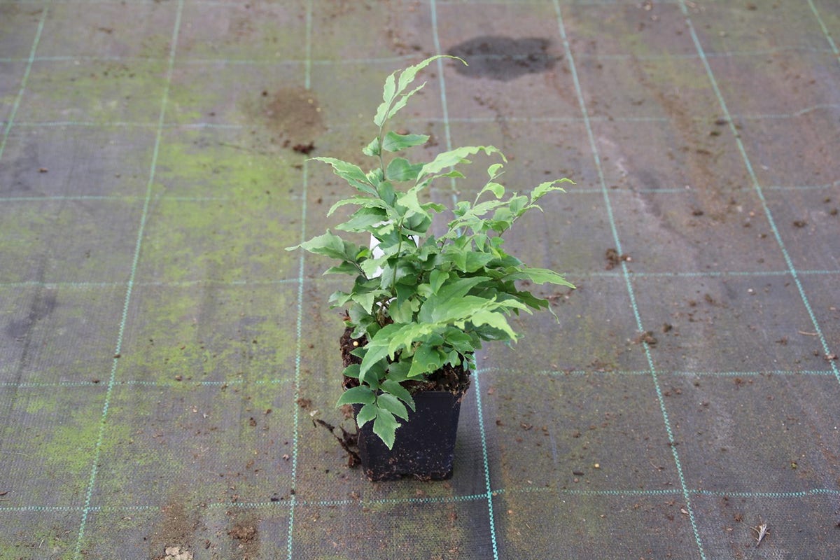  IJzervaren (Cyrtomium Fortunei)