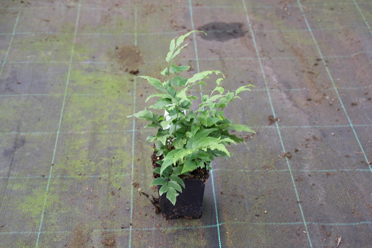  IJzervaren (Cyrtomium Fortunei)