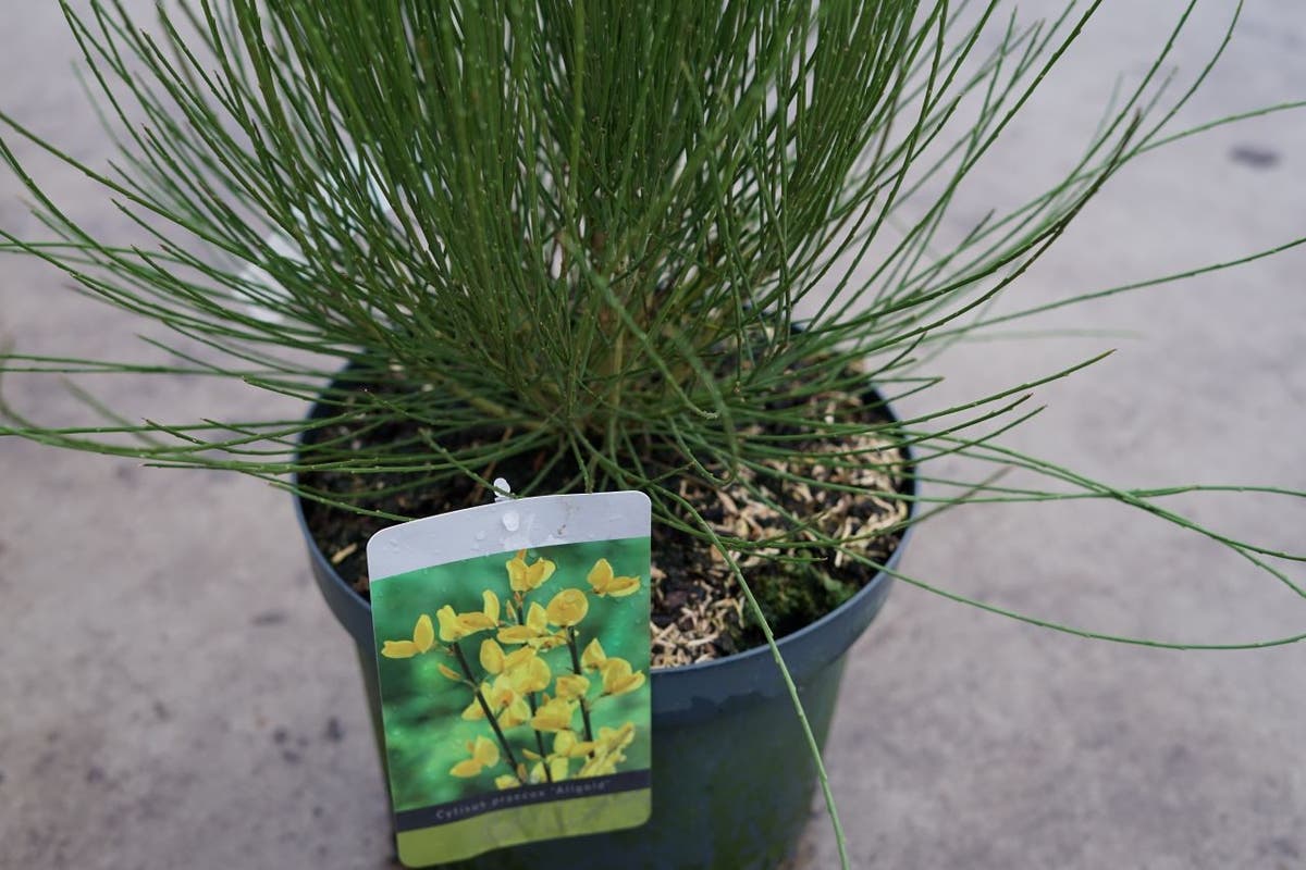  Brem (Cytisus Praecox 'Allgold')