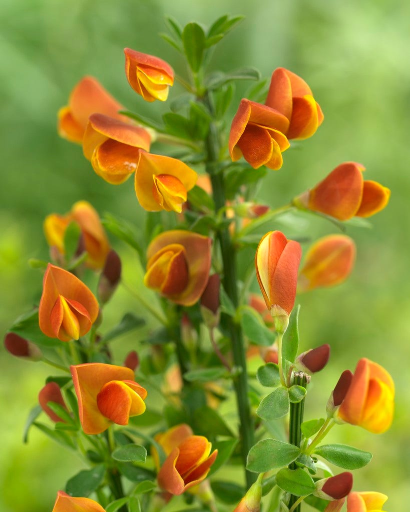  Brem (Cytisus 'Lena')
