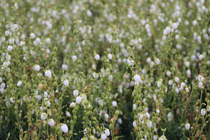  Ierse Heide Wit (Daboecia Cantabrica Alba')
