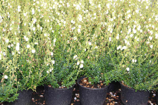 Ierse Heide Wit (Daboecia Cantabrica Alba')