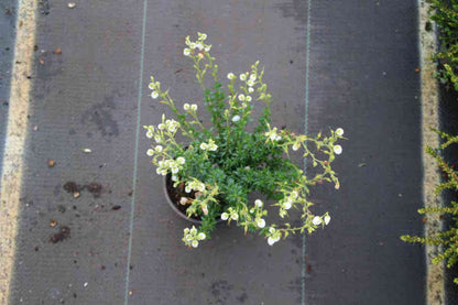  Ierse Heide Wit (Daboecia Cantabrica Alba')