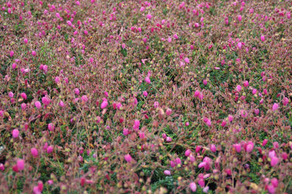  Ierse Hei Roze-paars (Daboecia Cantabrica 'Cupido')