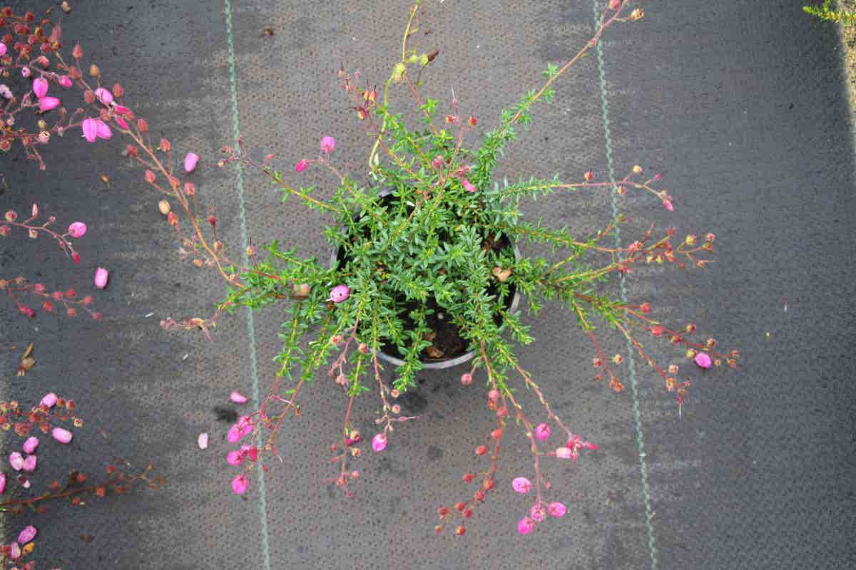  Ierse Hei Roze-paars (Daboecia Cantabrica 'Cupido')