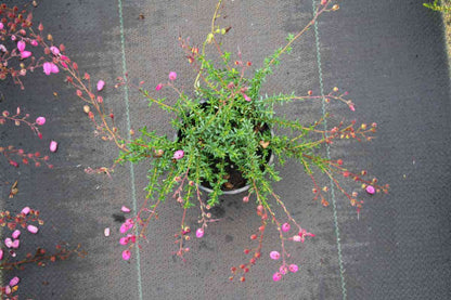  Ierse Hei Roze-paars (Daboecia Cantabrica 'Cupido')