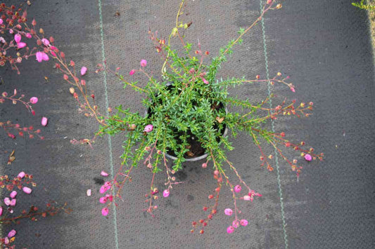  Ierse Hei Roze-paars (Daboecia Cantabrica 'Cupido')
