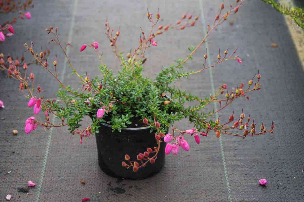  Ierse Hei Roze-paars (Daboecia Cantabrica 'Cupido')