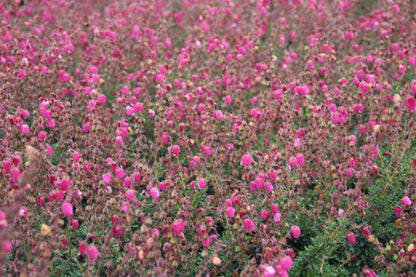  Ierse Heide (Daboecia Cantabrica 'Waley's Red)