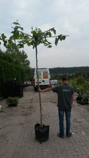  Dakplataan (Platanus Hispanica )