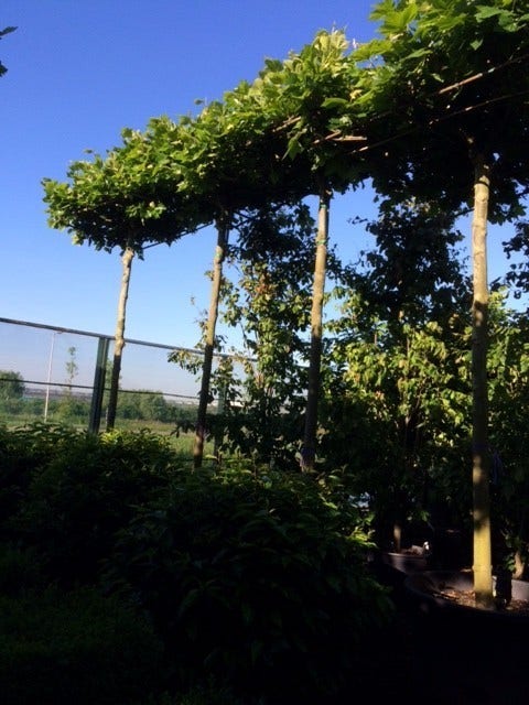  Dakplataan (Platanus Hispanica )