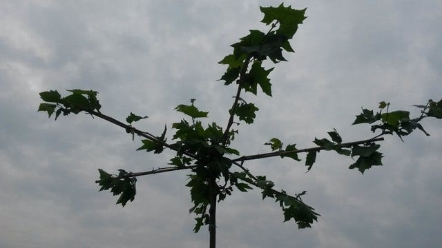  Dakplataan (Platanus Hispanica )