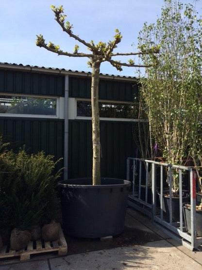  Dakplataan (Platanus Hispanica )