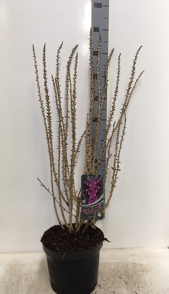  Peperboompje (Daphne Mezereum 'Rubra')