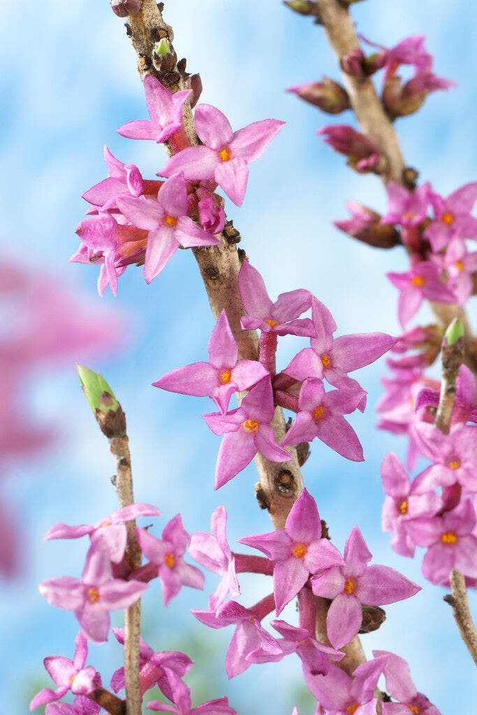  Peperboompje (Daphne Mezereum 'Rubra')