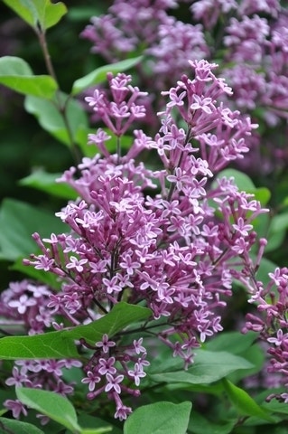  Sering Op Stam (Syringa Bloomerang® 'Dark Purple')