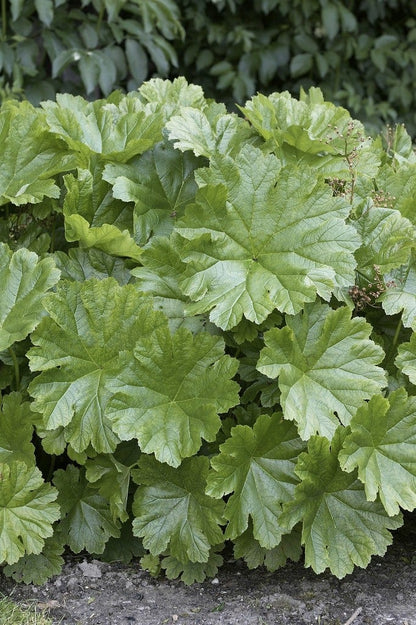 Schildblad (Darmera Peltata)