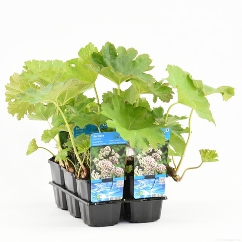  Schildblad (Darmera Peltata)