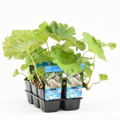  Schildblad (Darmera Peltata)
