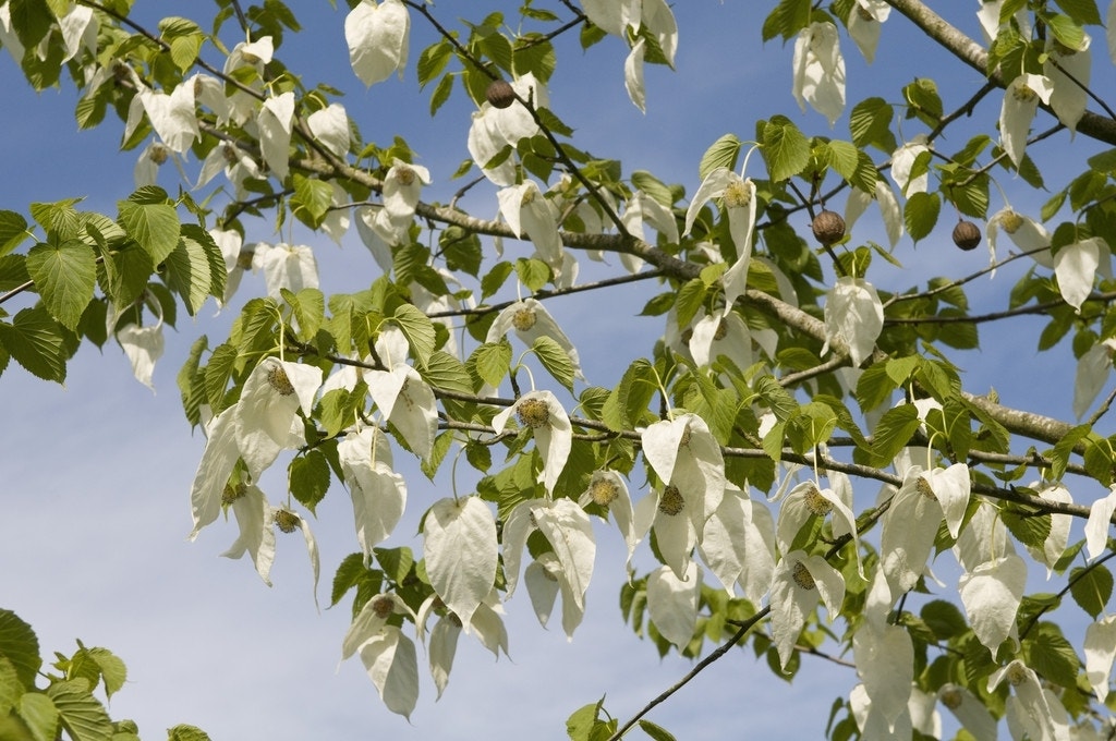  Zakdoekjesboom (Davidia Involucrata)