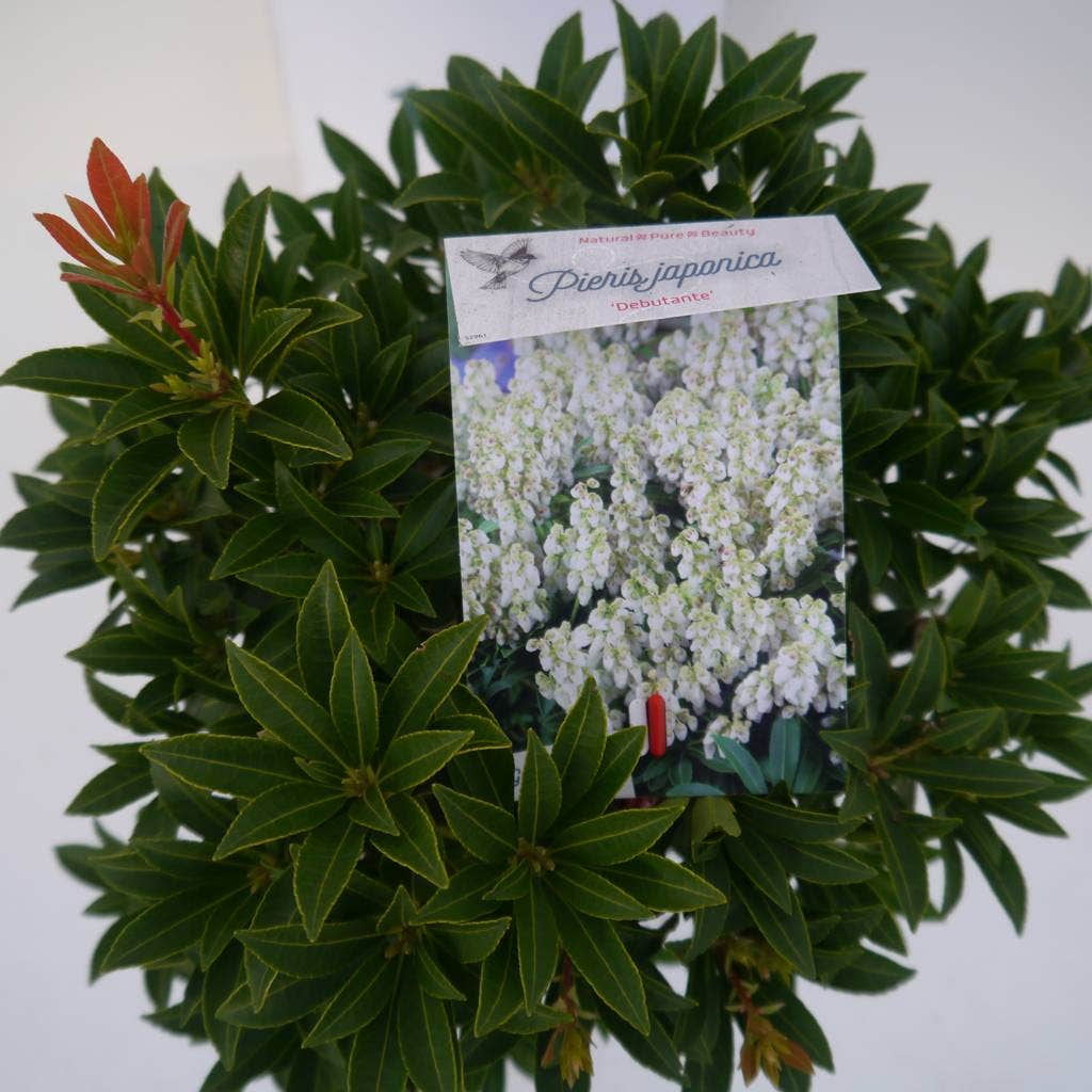  Rotsheide (Pieris Japonica 'Debutante')