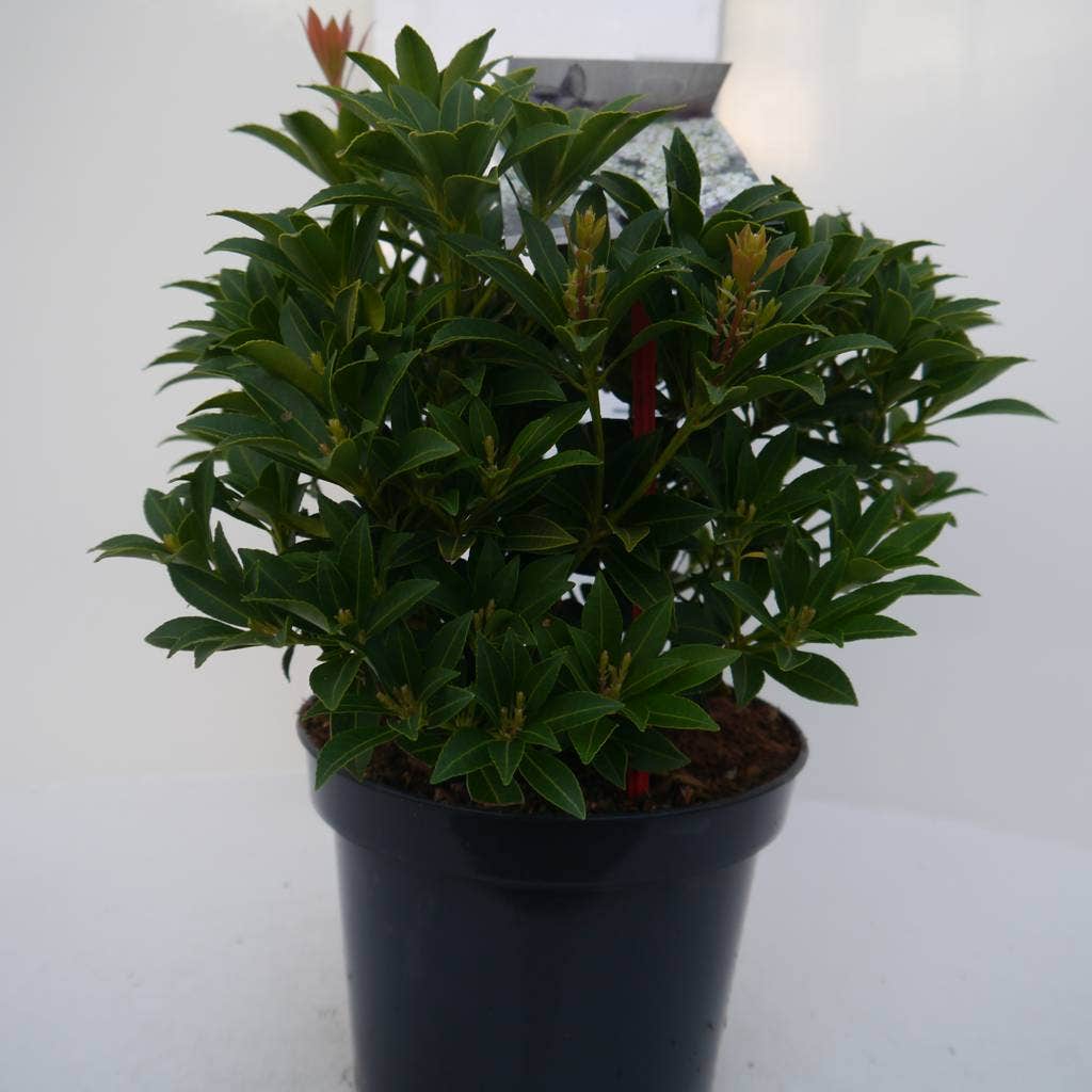  Rotsheide (Pieris Japonica 'Debutante')