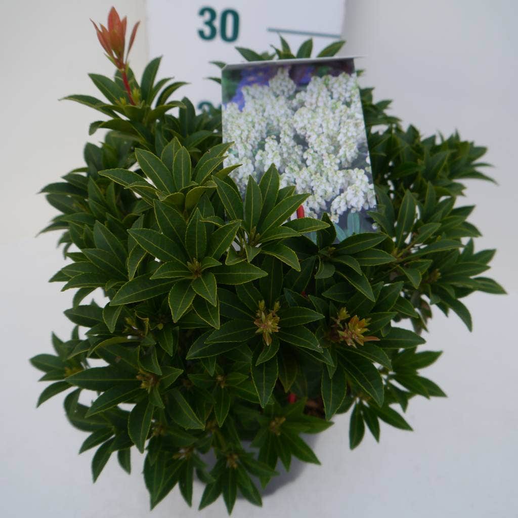  Rotsheide (Pieris Japonica 'Debutante')