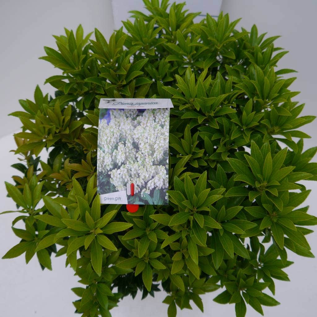  Rotsheide (Pieris Japonica 'Debutante')