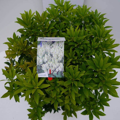  Rotsheide (Pieris Japonica 'Debutante')