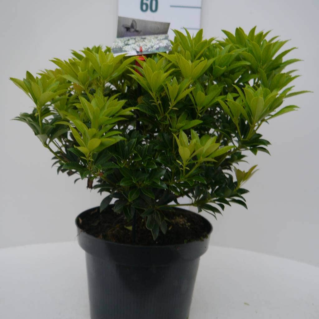  Rotsheide (Pieris Japonica 'Debutante')