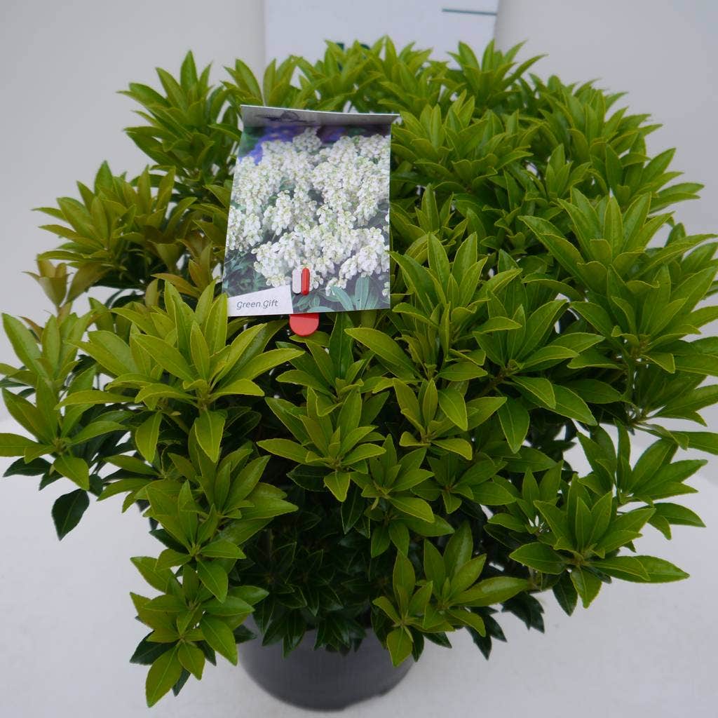  Rotsheide (Pieris Japonica 'Debutante')