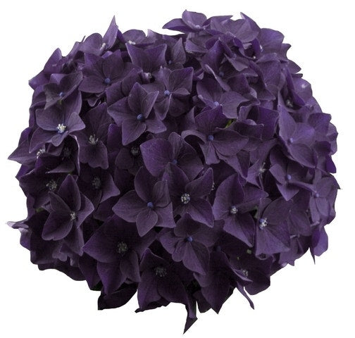  Hortensia Deep Purple Dance (Hydrangea 'Music Collection')