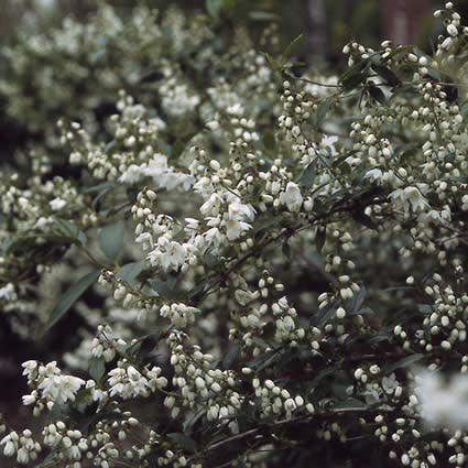  Bruidsbloem (Deutzia Gracilis)
