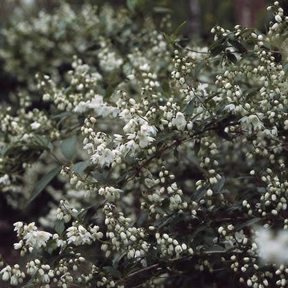  Bruidsbloem (Deutzia Gracilis)
