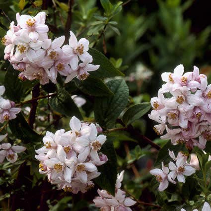  Bruidsbloem (Deutzia 'Mont Rose')