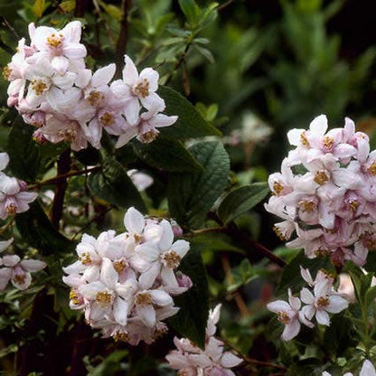  Bruidsbloem (Deutzia 'Mont Rose')