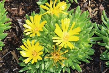  IJsbloem (Delosperma Congestum)