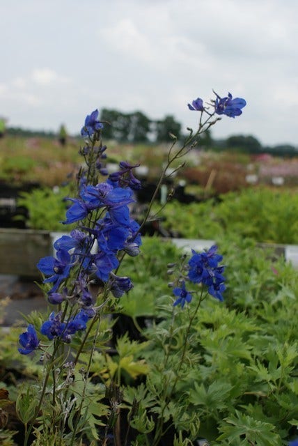  Ridderspoor (Delphinium 'Bellamosum')