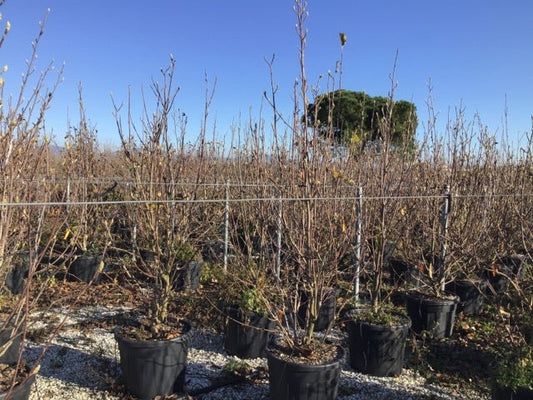  Beverboom (Magnolia Denudata)
