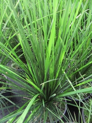  Smele (Deschampsia Cespitosa 'Goldschleier')