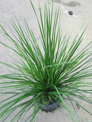  Smele (Deschampsia Cespitosa 'Goldschleier')