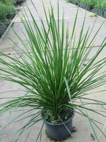  Smele (Deschampsia Cespitosa 'Goldschleier')