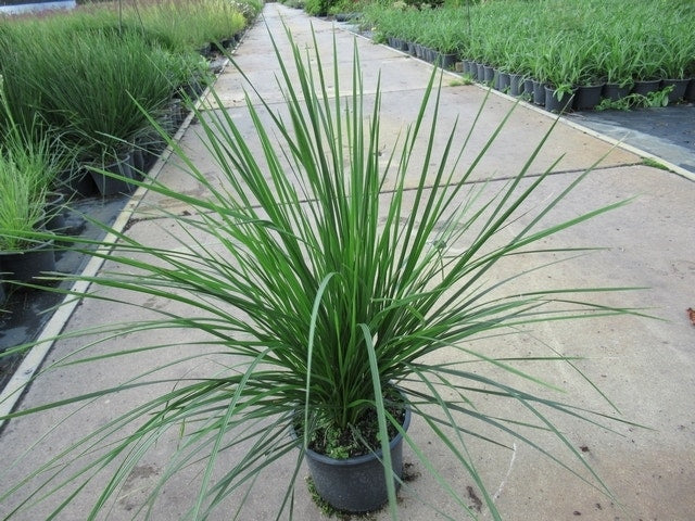  Smele (Deschampsia Cespitosa 'Goldschleier')