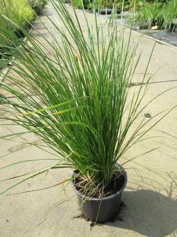  Smele (Deschampsia Cespitosa 'Goldtau')