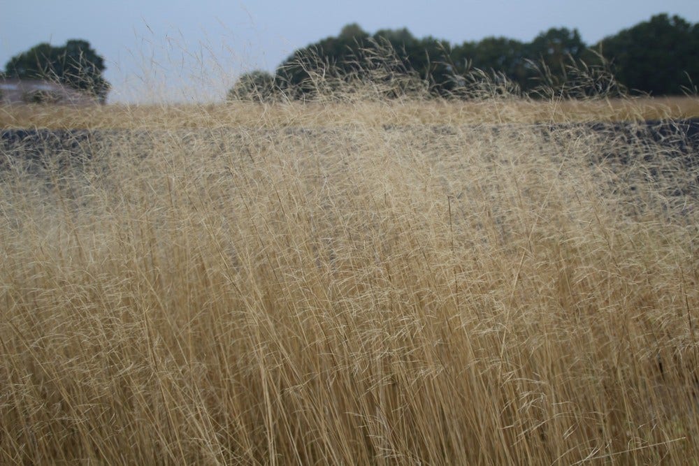  Smele (Deschampsia Cespitosa 'Goldschleier')