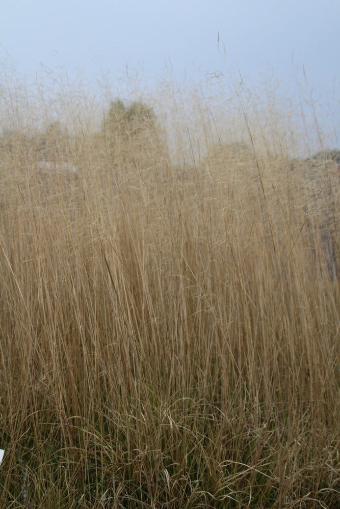  Smele (Deschampsia Cespitosa 'Goldschleier')
