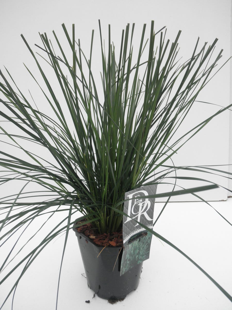  Smele (Deschampsia Cespitosa 'Goldtau')