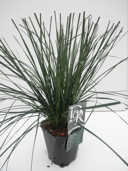  Smele (Deschampsia Cespitosa 'Goldtau')
